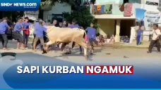Sapi Kurban Ngamuk,...