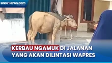 Seruduk 3 Warga, Kerbau...