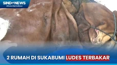 Berkah Iduladha, Pengepul...