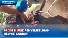 Tradisi Unik, Hewan...
