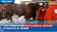 Sapi Kurban Presiden...