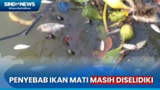 Warga Kaget! Ikan di...