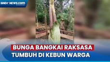 Menakjubkan! Bunga Bangkai...