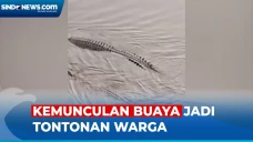 Heboh! Dua Ekor Buaya...