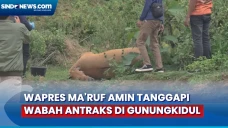 Tanggapi Wabah Antraks...