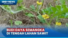 Budi Daya Semangka di...