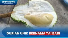 Menyantap Durian Unik...