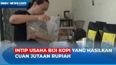Pengusaha Biji Kopi...