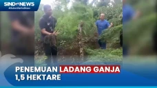 Ladang Ganja Seluas...
