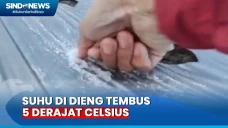 Cuaca Dingin! Suhu Dieng...