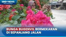 Pemandangan Bunga Bugenvil...