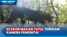 22 Ekor Macan Tutul...