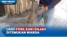 Warga Temukan Fosil...