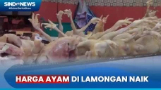 Harga Ayam Naik! Pedagang...