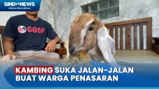 Aneh! Kambing di Banjarnegara...