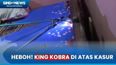 Ada King Kobra di Atas...