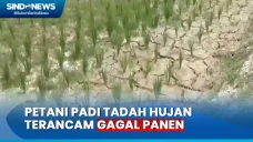 Terancam Gagal Panen...