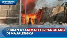 Kandangnya Terbakar,...