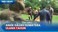 Banjir Buah untuk Rawana,...