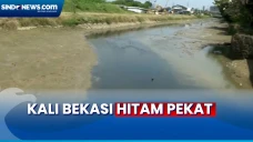 Viral Kali Hitam Pekat,...