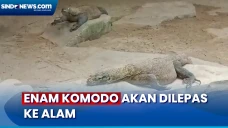 Kembang Biak di Taman...