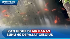 Inilah Ikan yang Bisa...