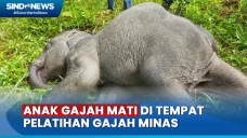 Anak Gajah Ditemukan...