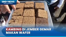Kambing Unik di Jember,...