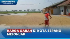 Dampak Kemarau, Harga...