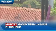 Gerombolan Monyet di...