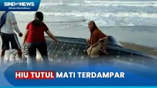 Hiu Tutul Mati Terdampar...