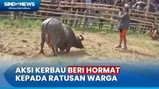Seekor Kerbau Pandai...