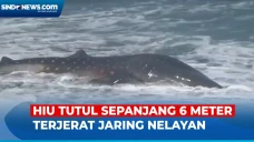 Terjerat Jaring Nelayan,...