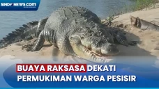 Buaya Raksasa Dekati...