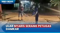 Evakuasi Ular Piton...