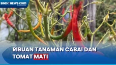 Dampak Kekeringan, Ribuan...