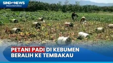 Musim Kemarau Panjang,...