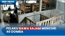 Ngeri! Beraksi Ala Ninja,...