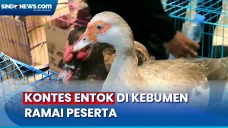 Kontes Entok di Kebumen...