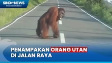 Viral! Orang Utan Muncul...