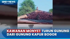 Musim Kemarau, Kawanan...