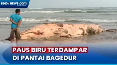 Paus Biru Terdampar...