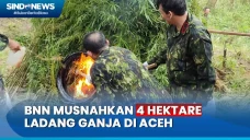 4 Hektare Ladang Ganja...