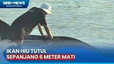 Tersangkut Jaring Nelayan,...