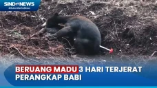 BKSDA Kalteng Evakuasi...