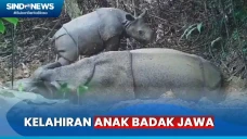 Seekor Anak Badak Jawa...