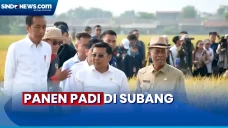 Panen Padi di Subang,...
