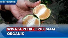 Agrowisata di Kaki Bukti...