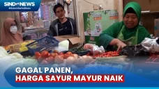 Gagal Panen akibat Kemarau...