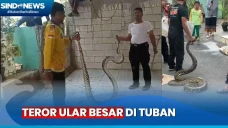Teror Ular Besar Masuk...